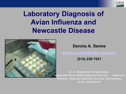 Laboratory Diagnosis of Avian Influenza and Newcastle Disease Dennis A. Senne