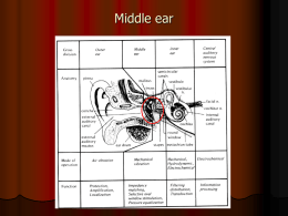 Middle ear