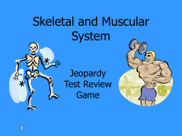 Skeletal and Muscular System Jeopardy Test Review