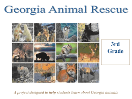 3rd Grade A project designed to help students learn about Georgia animals