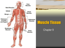 Muscle Tissue Chapter 9