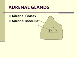 ADRENAL GLANDS Adrenal Cortex Adrenal Medulla 