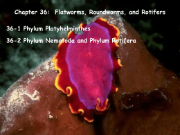 Chapter 36:  Flatworms, Roundworms, and Rotifers 36-1 Phylum Platyhelminthes