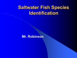 Saltwater Fish Species Identification Mr. Robinson