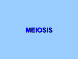 MEIOSIS