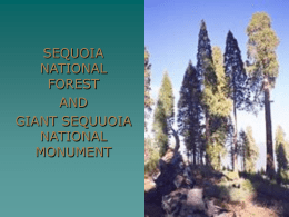 SEQUOIA NATIONAL FOREST AND