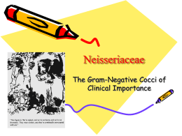 Neisseriaceae The Gram-Negative Cocci of Clinical Importance