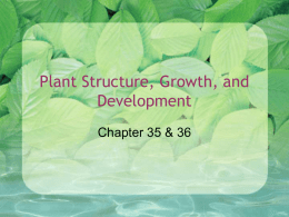 Plant Structure, Growth, and Development Chapter 35 &amp; 36