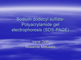 Sodium dodecyl sulfate- Polyacrylamide gel electrophoresis (SDS-PAGE) Irene Goh