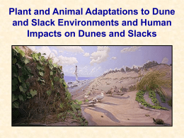 Plant and Animal Adaptations to Dune and Slack Environments and Human