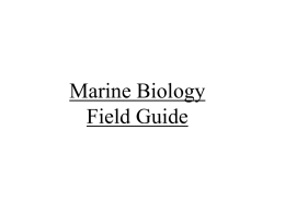 Marine Biology Field Guide