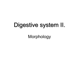 Digestive system II. Morphology