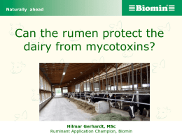 Can the rumen protect the dairy from mycotoxins? Naturally  ahead
