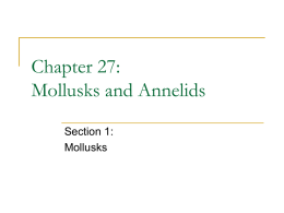 Chapter 27: Mollusks and Annelids Section 1: Mollusks