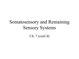 Somatosensory and Remaining Sensory Systems Ch. 7 (cont’d)