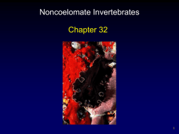 Noncoelomate Invertebrates Chapter 32 1