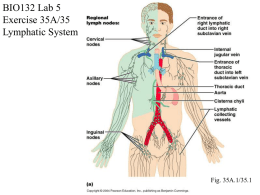 BIO132 Lab 5 Exercise 35A/35 Lymphatic System Fig. 35A.1/35.1