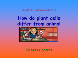 How do plant cells differ from animal cells? PLANT CELL AND ANIMAL CELL