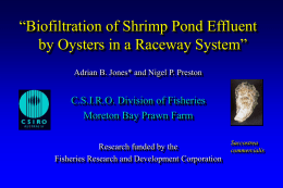 “Biofiltration of Shrimp Pond Effluent by Oysters in a Raceway System”
