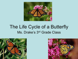 The Life Cycle of a Butterfly Ms. Drake’s 3 Grade Class rd