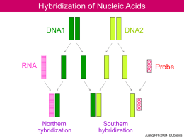 Hybridization of Nucleic Acids RNA DNA1 DNA2