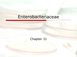 Enterobacteriaceae Chapter 31