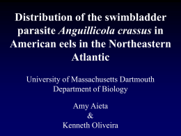 Distribution of the swimbladder Anguillicola crassus American eels in the Northeastern Atlantic