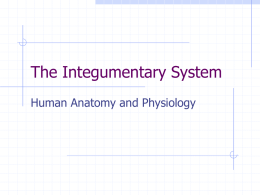 The Integumentary System Human Anatomy and Physiology