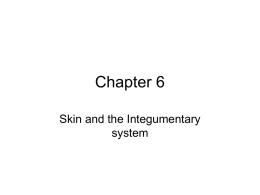 Chapter 6 Skin and the Integumentary system