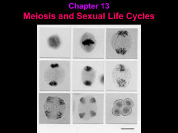 Meiosis and Sexual Life Cycles Chapter 13