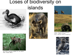 Loses of biodiversity on islands