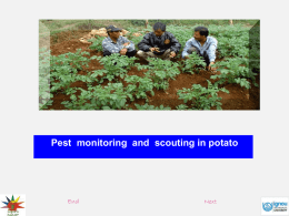 Pest  monitoring  and  scouting in potato End Next