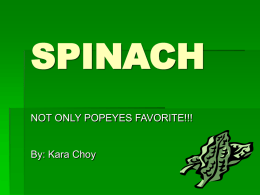 SPINA NOT ONLY POPEYES FAVORITE!!! By: Kara Choy
