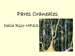 Pares Craneales Dalia Rizo MPSS