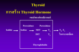 Thyroid การสร้าง Thyroid Hormone + เซลล์ของต่อมธัยรอยด์