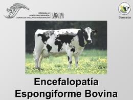 Encefalopatía Espongiforme Bovina Senasica