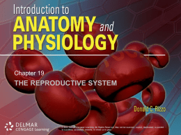 THE REPRODUCTIVE SYSTEM Chapter 19