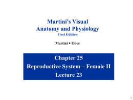 Chapter 25 Reproductive System – Female II Lecture 23 Martini’s Visual