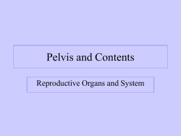 Pelvis and Contents Reproductive Organs and System