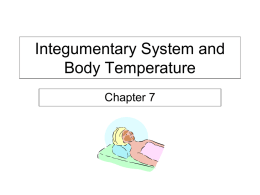 Integumentary System and Body Temperature Chapter 7