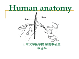 Human anatomy 山东大学医学院 解剖教研室 李振华
