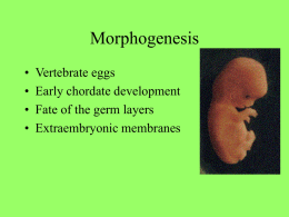 Morphogenesis • Vertebrate eggs • Early chordate development