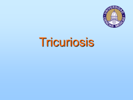 Tricuriosis