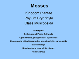 Mosses Kingdom Plantae Phylum Bryophyta Class Muscopsida