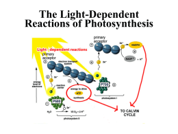 The Light-Dependent Reactions of Photosynthesis