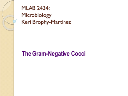 The Gram-Negative Cocci MLAB 2434: Microbiology Keri Brophy-Martinez