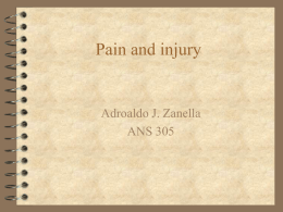 Pain and injury Adroaldo J. Zanella ANS 305