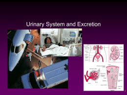 Urinary System and Excretion 1