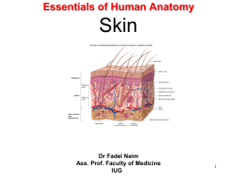 Skin Essentials of Human Anatomy Dr Fadel Naim Ass. Prof. Faculty of Medicine