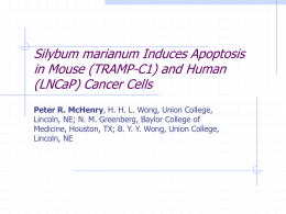 Silybum marianum Induces Apoptosis in Mouse (TRAMP-C1) and Human (LNCaP) Cancer Cells